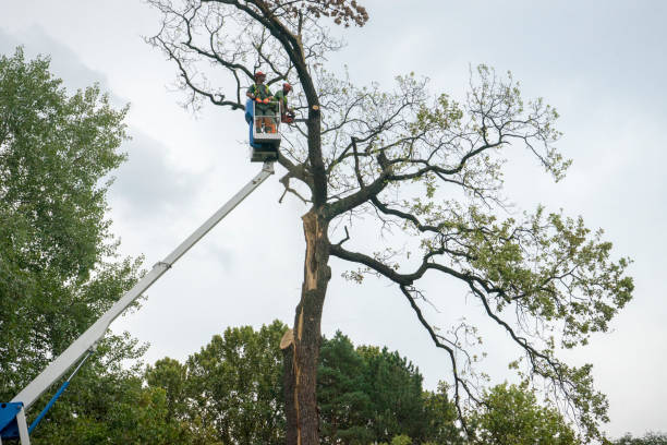 Best Root Management and Removal  in Pocola, OK