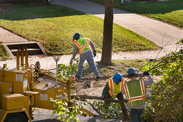 Best Tree Preservation Services  in Pocola, OK