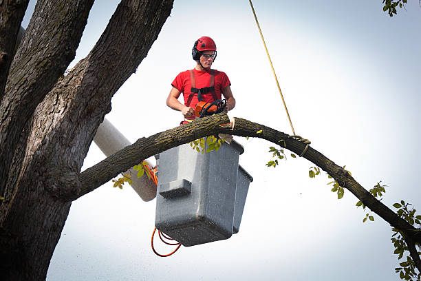 Best Leaf Removal  in Pocola, OK