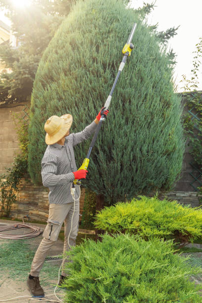 Why Choose Our Tree Removal Services in Pocola, OK?